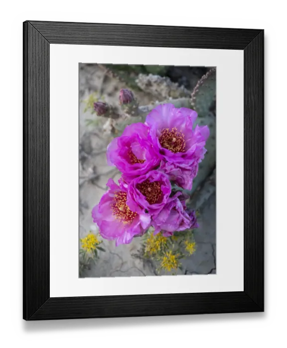 Framed Print : USA, Utah. Beavertail prickly pear cactus, Factory Butte, Upper Blue Hills Framed Print : USA, Utah. Beavertail prickly pear cactus, Factory Butte, Upper Blue Hills