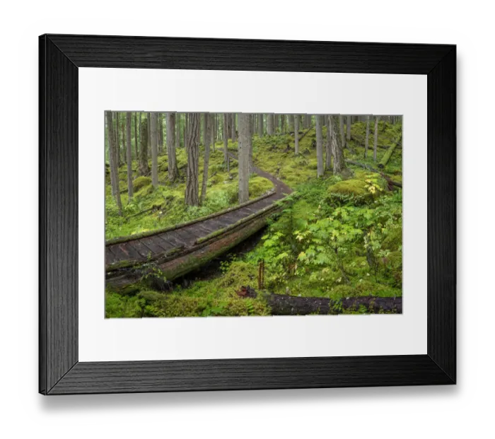 Framed Print : USA, Washington State, Olympic National Forest. Panoramic of Lower Dungeness Trail in Framed Print : USA, Washington State, Olympic National Forest. Panoramic of Lower Dungeness Trail in