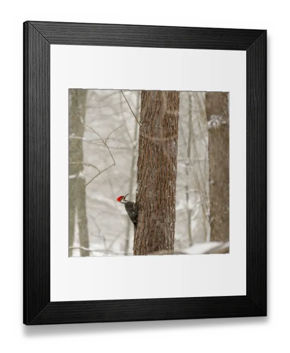 Framed Print : USA, New York State, Westchester County, male Pileated Woodpecker, perched on a tree Framed Print : USA, New York State, Westchester County, male Pileated Woodpecker, perched on a tree