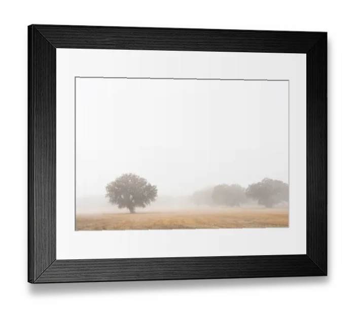 Framed Print : Tree in fog, Bosque del Apache National Wildlife Refuge, New Mexico Framed Print : Tree in fog, Bosque del Apache National Wildlife Refuge, New Mexico