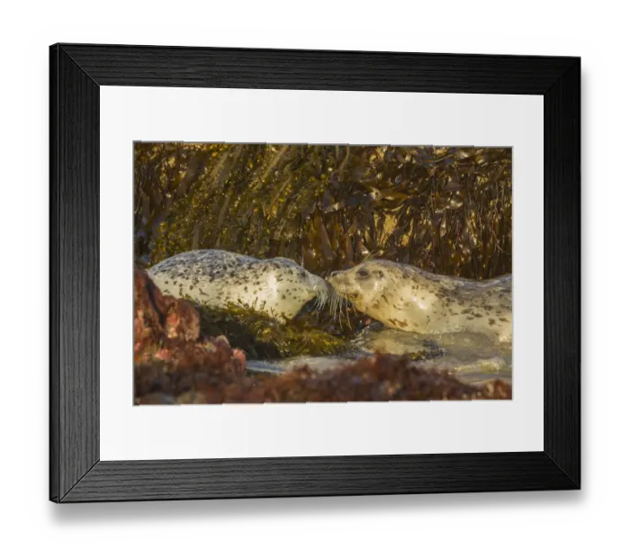Framed Print : USA, Oregon, Bandon Beach, harbor seals greeting & kelp Framed Print : USA, Oregon, Bandon Beach, harbor seals greeting & kelp