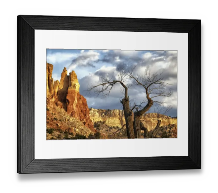 Framed Print : Dead tree and Fall Colors in New Mexico, USA