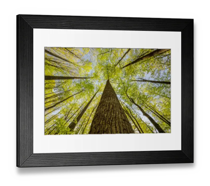Framed Print : Wide angle view upward in the forest, Great Smoky Mountains National Park, North Carolina