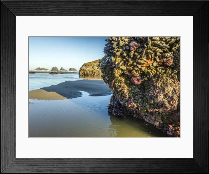 Framed Print : USA, Oregon, Bandon Beach. Anemones and sea stars exposed at low tide Framed Print : USA, Oregon, Bandon Beach. Anemones and sea stars exposed at low tide