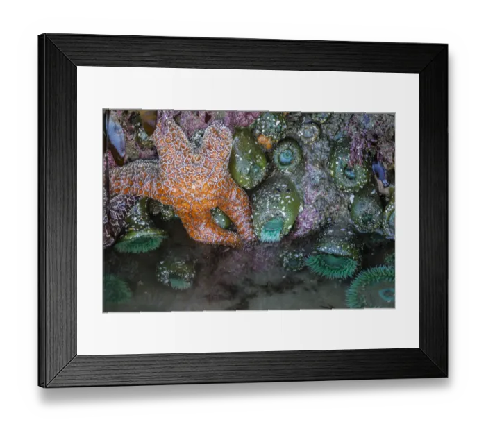 Framed Print : USA, Oregon, Bandon Beach. Anemones and sea stars exposed at low tide Framed Print : USA, Oregon, Bandon Beach. Anemones and sea stars exposed at low tide