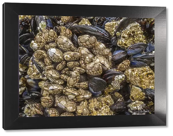 USA, Oregon, Bandon Beach. Barnacles and mussels close-up