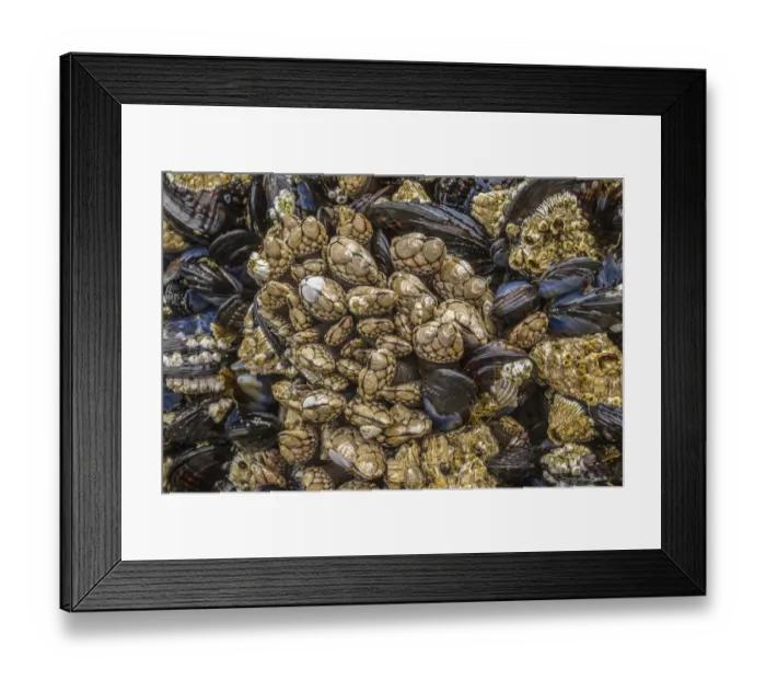 Framed Print : USA, Oregon, Bandon Beach. Barnacles and mussels close-up Framed Print : USA, Oregon, Bandon Beach. Barnacles and mussels close-up