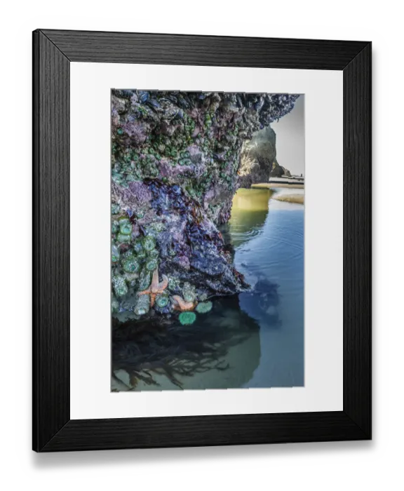 Framed Print : USA, Oregon, Bandon Beach. Sea stars and anemones on rock