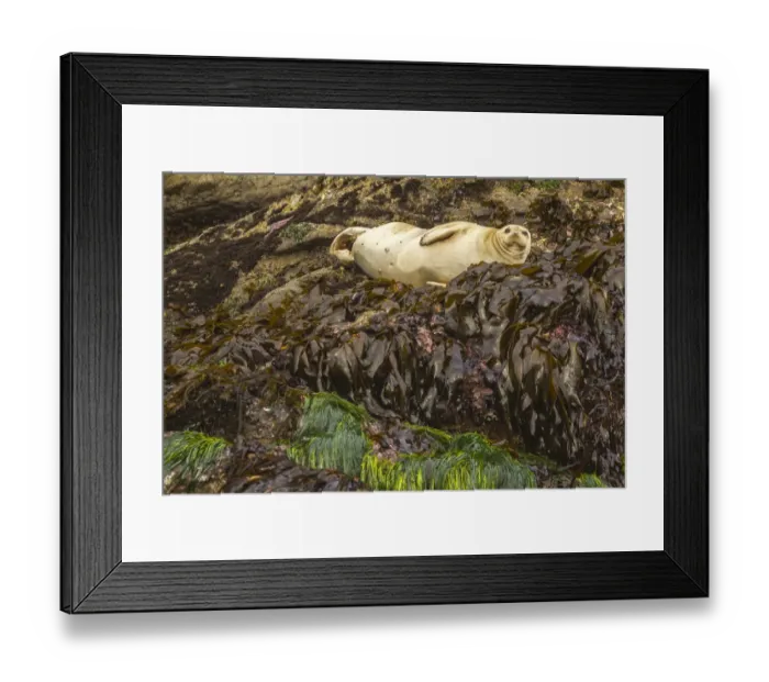 Framed Print : USA, Oregon, Bandon Beach. Harbor seal resting on kelp. Credit as Framed Print : USA, Oregon, Bandon Beach. Harbor seal resting on kelp. Credit as