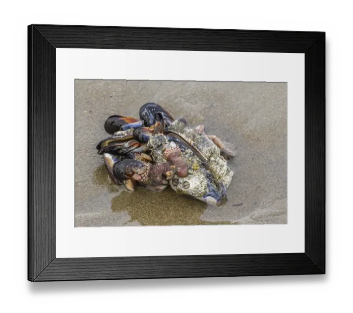 Framed Print : USA, Oregon, Bandon Beach. Clump of mollusk and other shells on beach Framed Print : USA, Oregon, Bandon Beach. Clump of mollusk and other shells on beach