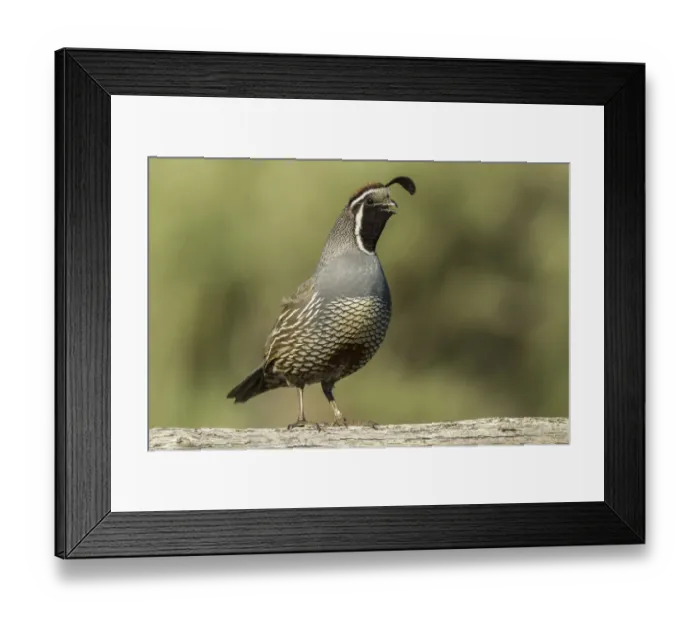 Framed Print : USA, Oregon, Harney County, California quail Framed Print : USA, Oregon, Harney County, California quail