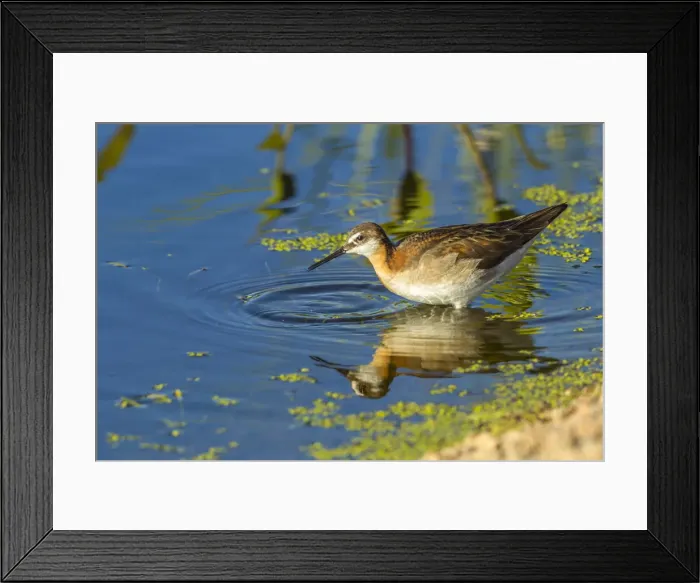 Framed Print : USA, Oregon, Harney County, Female phalarope feeding. Credit as Framed Print : USA, Oregon, Harney County, Female phalarope feeding. Credit as