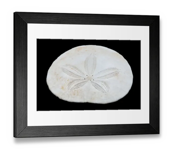 Framed Print : USA, Oregon. Sand dollar close-up. Credit as: Jean Carter / Jaynes Gallery / Framed Print : USA, Oregon. Sand dollar close-up. Credit as: Jean Carter / Jaynes Gallery /