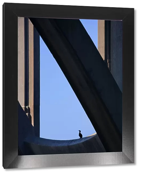 USA, Oregon, Newport. Cormorant resting on support beam of Yaquina Bay Bridge