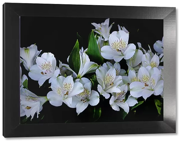 USA, Oregon, Coos Bay. White Peruvian lilies close-up. Credit as