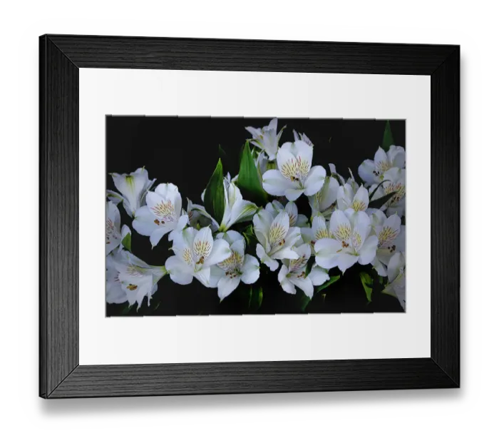 Framed Print : USA, Oregon, Coos Bay. White Peruvian lilies close-up. Credit as Framed Print : USA, Oregon, Coos Bay. White Peruvian lilies close-up. Credit as