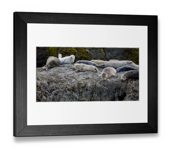 Framed Print : Harbor Seals Napping on the Rocks, beach at Bandon, Oregon Credit as Framed Print : Harbor Seals Napping on the Rocks, beach at Bandon, Oregon Credit as