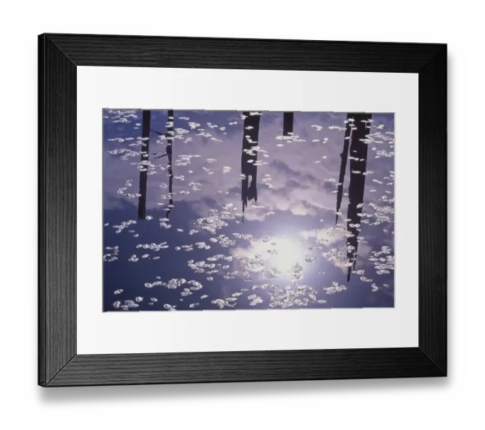 Framed Print : USA, Oregon, Empire Lake. Rising sun reflects off lily pads in lake Framed Print : USA, Oregon, Empire Lake. Rising sun reflects off lily pads in lake