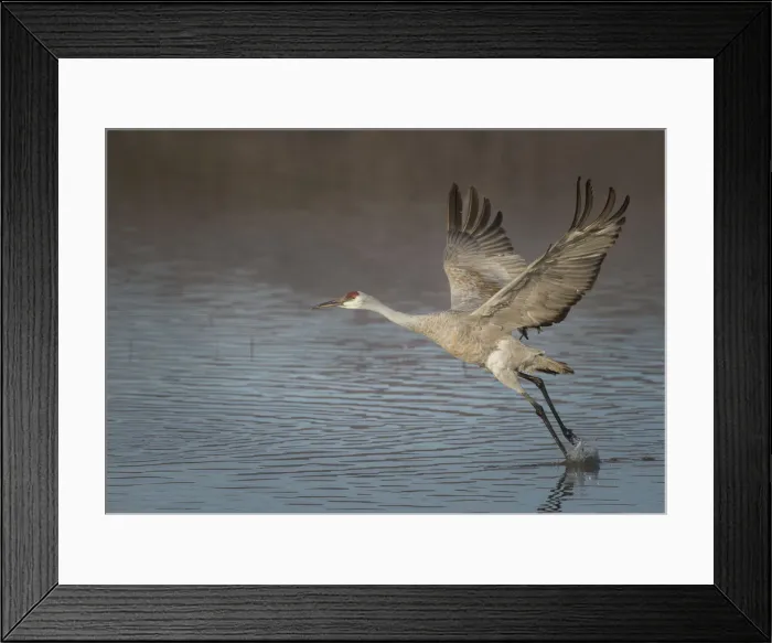 Framed Print : Sandhill crane in flight, grus canadensis, Bosque del Apache National Wildlife Refuge Framed Print : Sandhill crane in flight, grus canadensis, Bosque del Apache National Wildlife Refuge