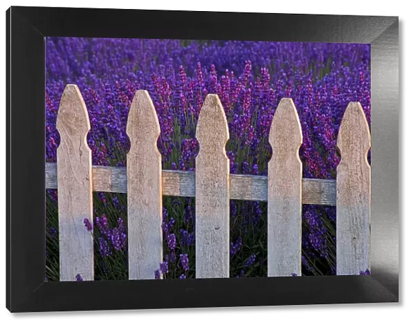 USA, Sequim, Washington State, field of Lavender White Picket Fence