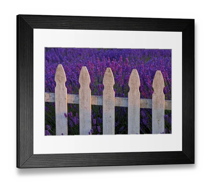 Framed Print : USA, Sequim, Washington State, field of Lavender White Picket Fence