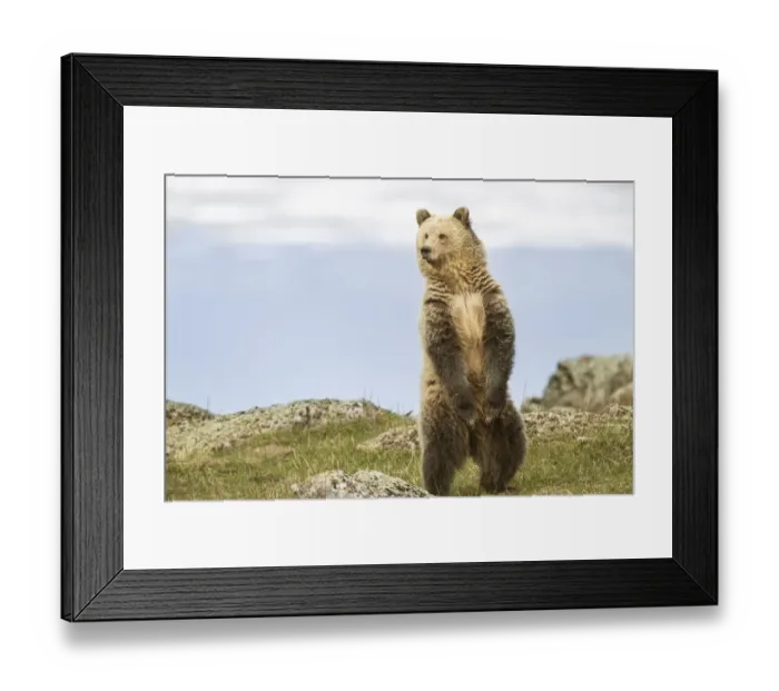 Framed Print : USA, Wyoming, Yellowstone National Park. Grizzly bear sniffing air while standing Framed Print : USA, Wyoming, Yellowstone National Park. Grizzly bear sniffing air while standing