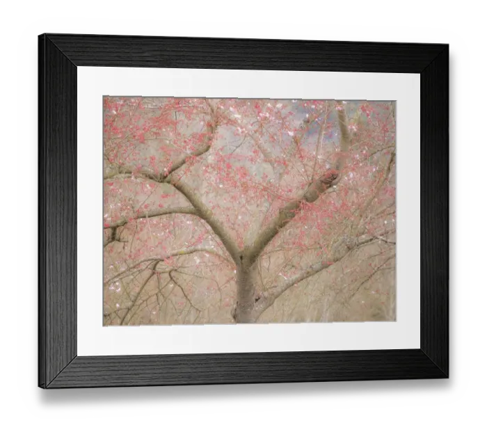Framed Print : USA, Washington State, Fall City springtime and cherry trees just beginning to bloom Framed Print : USA, Washington State, Fall City springtime and cherry trees just beginning to bloom