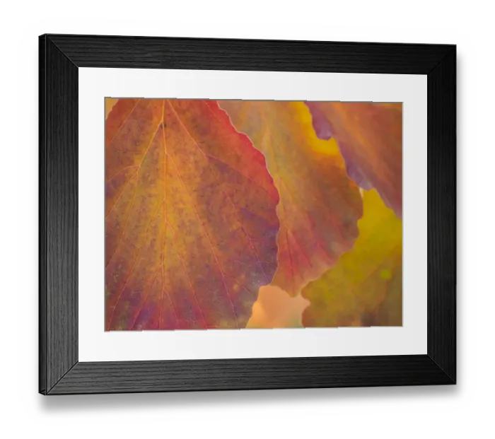 Framed Print : USA, Washington State, Sammamish witch hazel leaves with fall color Framed Print : USA, Washington State, Sammamish witch hazel leaves with fall color