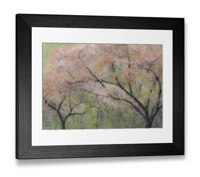 Framed Print : USA, Washington State, Fall City springtime and cherry trees just beginning to bloom Framed Print : USA, Washington State, Fall City springtime and cherry trees just beginning to bloom