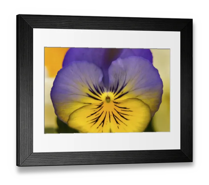 Framed Print : Blue yellow Garden Pansy Blooming macro, Bellevue, Washington State. Cold Weather flowers Framed Print : Blue yellow Garden Pansy Blooming macro, Bellevue, Washington State. Cold Weather flowers