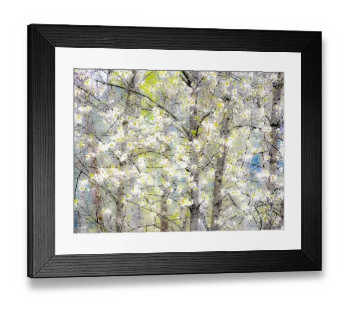 Framed Print : USA, Washington State, Fall City springtime with blooming cherry trees