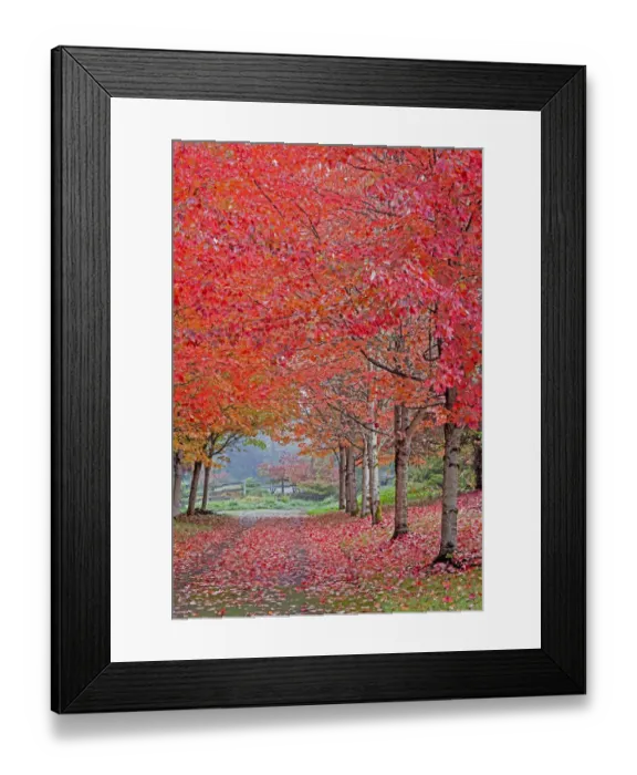 Framed Print : USA, Washington State, Sammamish fall colors on red maple trees lining lane Framed Print : USA, Washington State, Sammamish fall colors on red maple trees lining lane