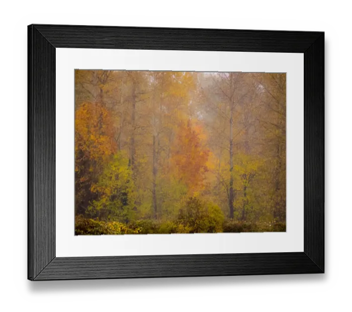 Framed Print : USA, Washington State, Fall City and fall colors in yellows and golds