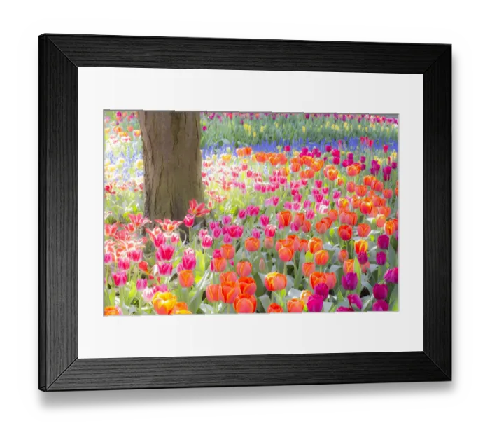 Framed Print : USA, Washington State, Skagit, Western Washington springtime blooming tulips