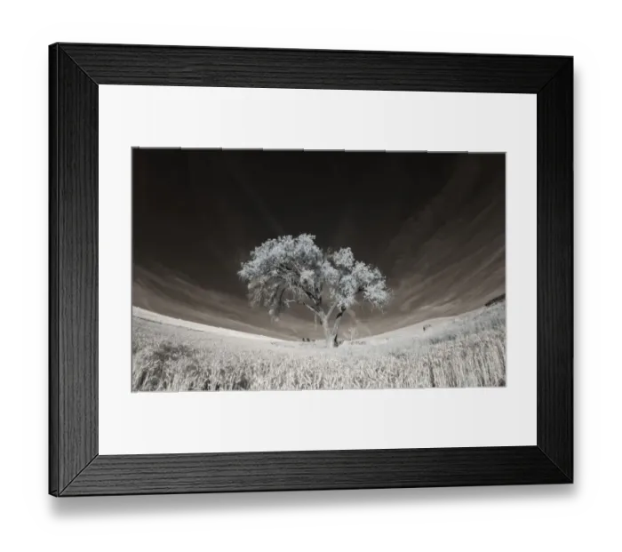 Framed Print : Lone tree in field of harvested wheat