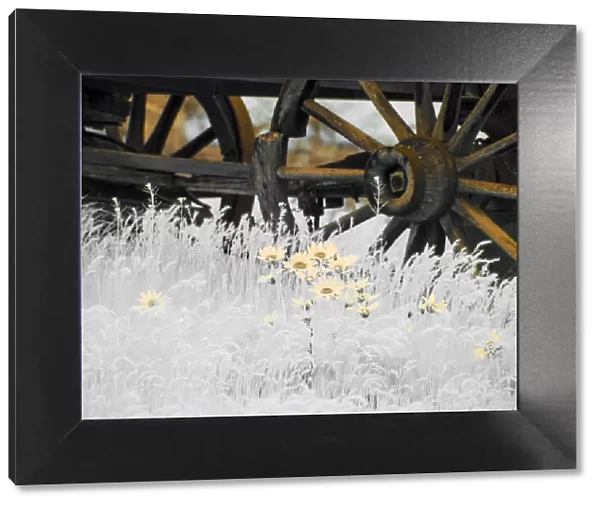 Wagon wheels with Spring wildflowers