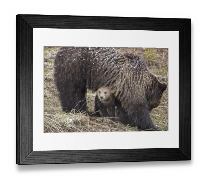 Framed Print : USA, Wyoming, Yellowstone National Park. Grizzly bear cub sheltering under mother Framed Print : USA, Wyoming, Yellowstone National Park. Grizzly bear cub sheltering under mother