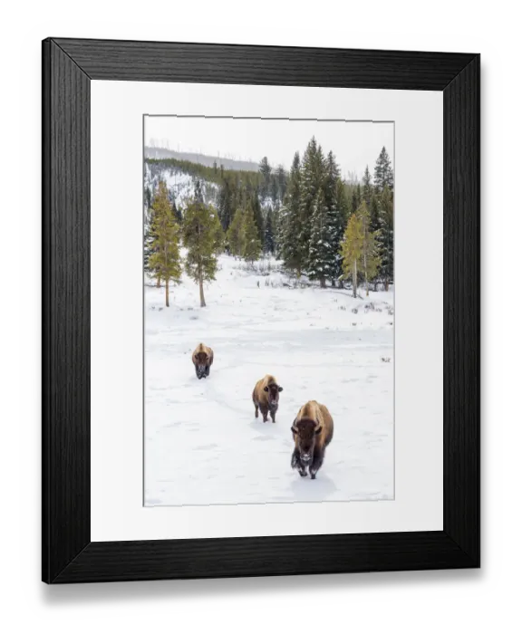 Framed Print : USA, Wyoming, Yellowstone National Park. Bison walking in snow Framed Print : USA, Wyoming, Yellowstone National Park. Bison walking in snow