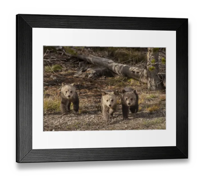 Framed Print : USA, Wyoming, Yellowstone National Park. Three grizzly bear cubs Framed Print : USA, Wyoming, Yellowstone National Park. Three grizzly bear cubs