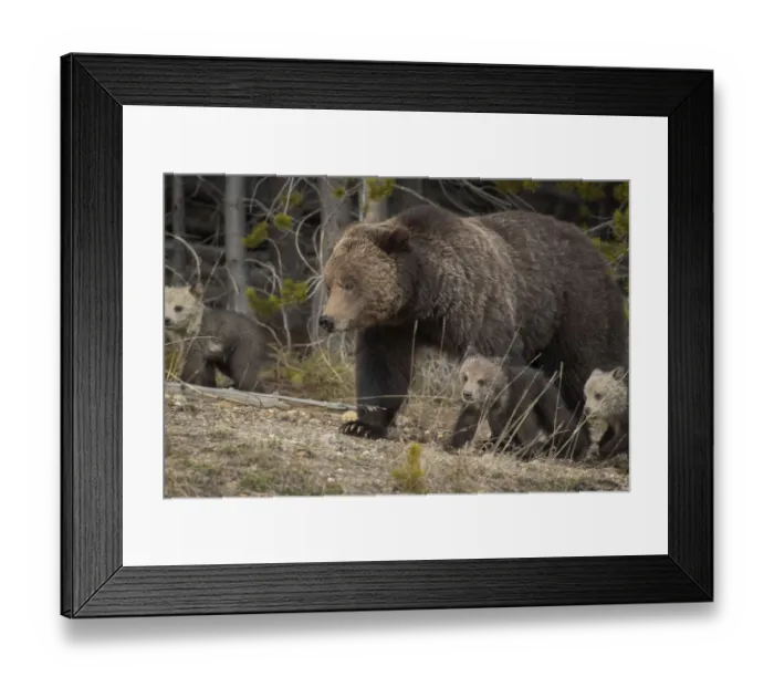 Framed Print : USA, Wyoming, Yellowstone National Park. Grizzly bear sow with cubs in spring