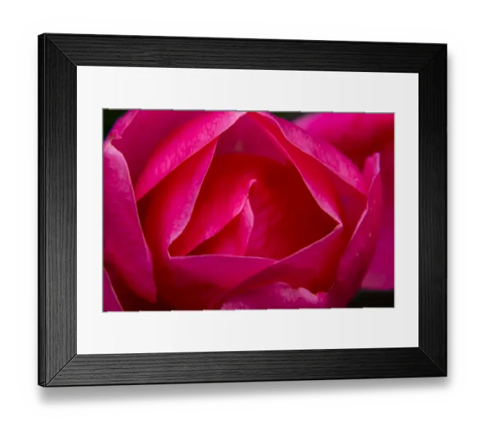 Framed Print : Pink Hybrid Tea Rose Blooming macro, Bellevue, Washington State Framed Print : Pink Hybrid Tea Rose Blooming macro, Bellevue, Washington State