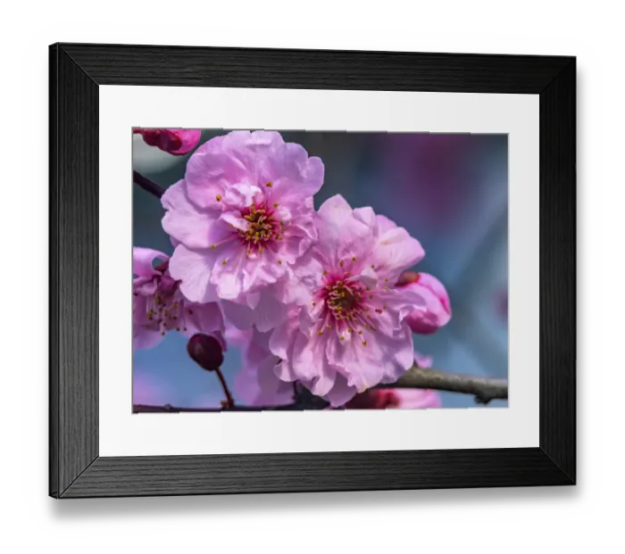 Framed Print : Pink peach flowering fruit tree, Bellevue, Washington State Framed Print : Pink peach flowering fruit tree, Bellevue, Washington State