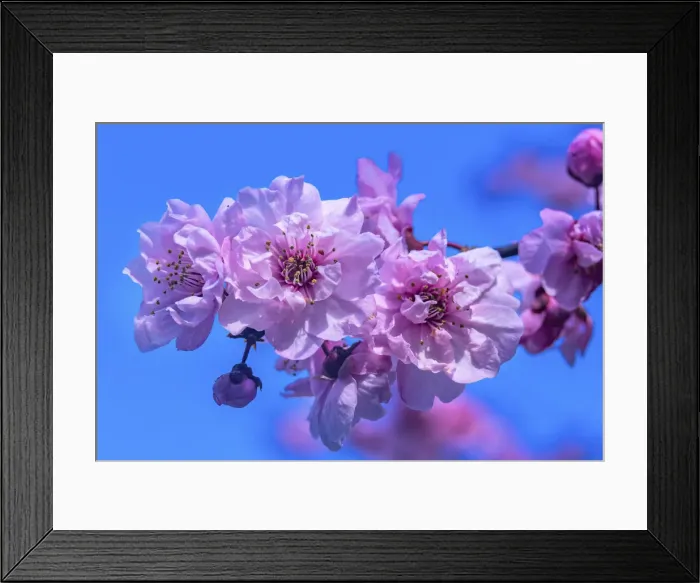 Framed Print : Pink peach flowering fruit tree, Bellevue, Washington State