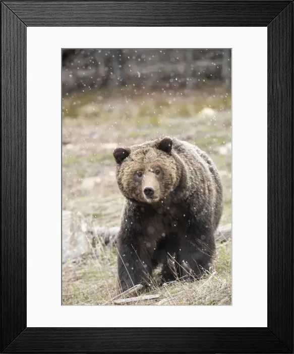 Framed Print : close-up. Grizzly bear sow in spring snowfall. Credit as