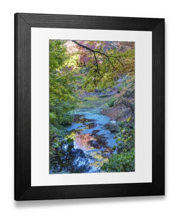 Framed Print : Autumn Colorful Leaves Reflection, Bellevue, Botanical Garden, Washington State Framed Print : Autumn Colorful Leaves Reflection, Bellevue, Botanical Garden, Washington State