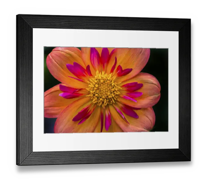 Framed Print : Orange pink Collarette Dahlia Blooming. Dahlia named Kelsey Annie Joy