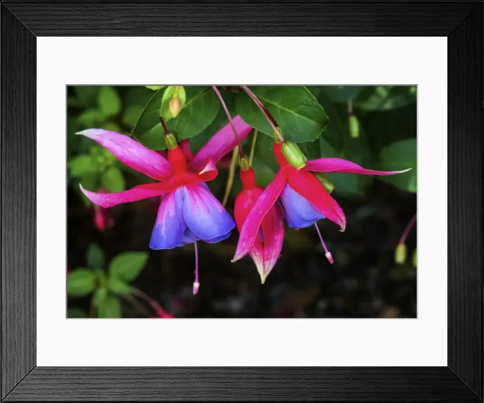 Framed Print : Blue red Hardy Fuchsia Blooming. Scientific named Genii Fuchsia Framed Print : Blue red Hardy Fuchsia Blooming. Scientific named Genii Fuchsia
