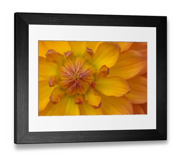 Framed Print : Orange yellow Waterlily Many Petals Dahlia Blooming Framed Print : Orange yellow Waterlily Many Petals Dahlia Blooming