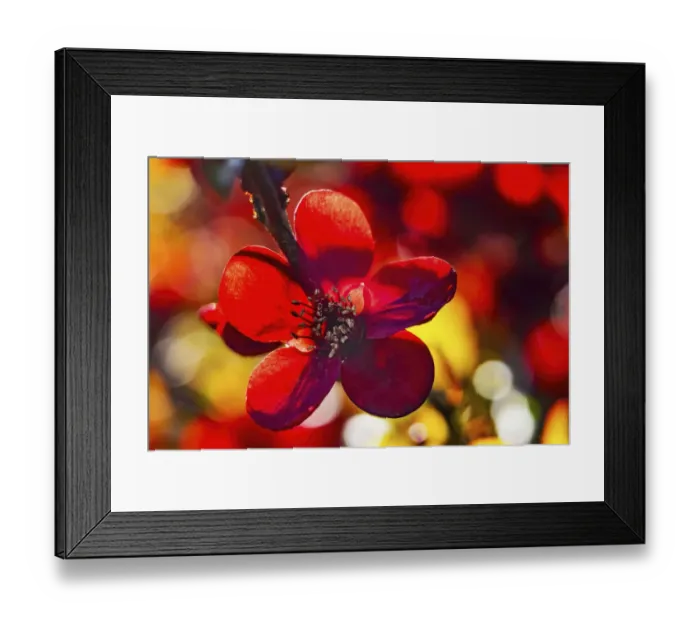 Framed Print : Maroon Atsuya Hamada Quince flowering, Bellevue, Washington State Framed Print : Maroon Atsuya Hamada Quince flowering, Bellevue, Washington State