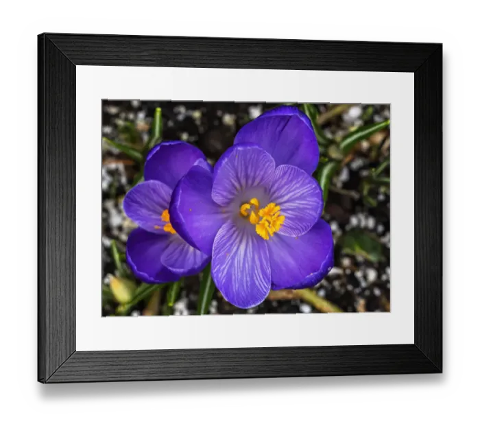 Framed Print : Crocus blooming, Bellevue, Washington State. First flower of spring Framed Print : Crocus blooming, Bellevue, Washington State. First flower of spring